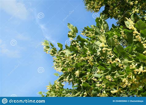 Beautiful Linden Tree With Blossoms And Green Leaves Against Blue Sky