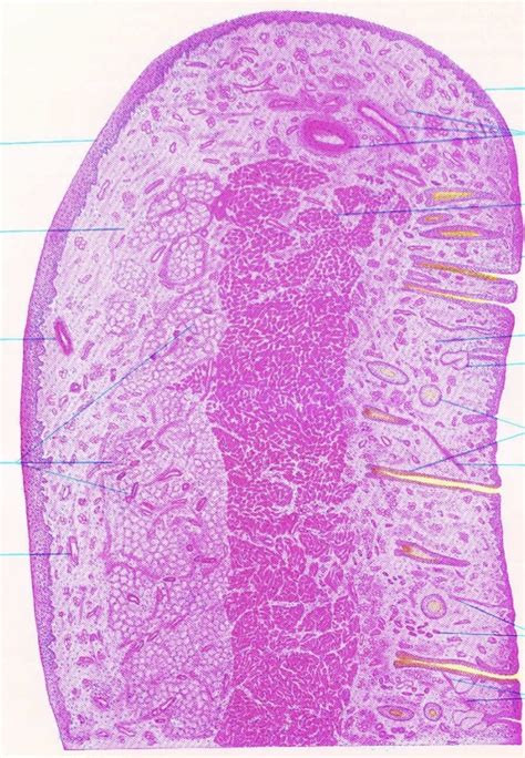 Labial Mucosa Histology