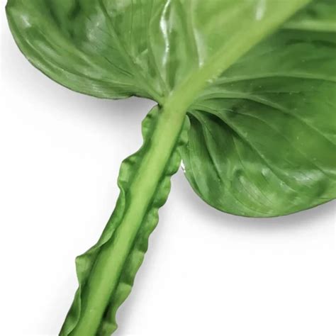 Philodendron Ernestii Online At Foliage Factory Shop