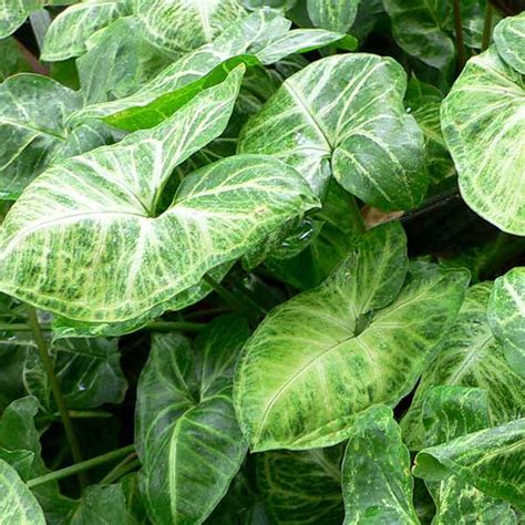 Syngonium podophyllum (single plant) - Buy Aquarium Plants and Aquarium ...