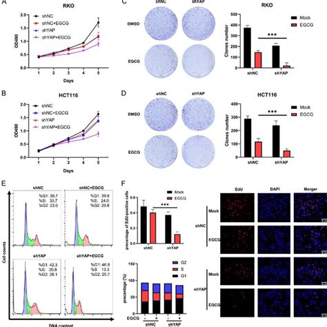 YAP Knockdown Sensitizes Colorectal Cancer Cells To EGCG Partly Through