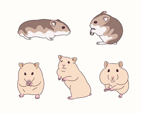 Hamster Illustration