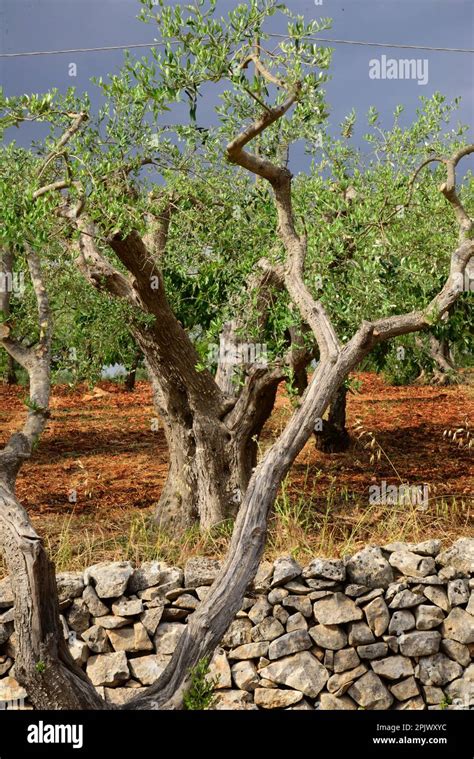 Olive Tree Near A Trullo Trullo Is A Traditional Home From The Itria