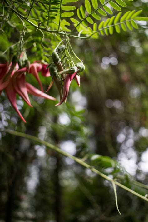 Free Images Tree Nature Branch Blossom Sunlight Leaf Flower