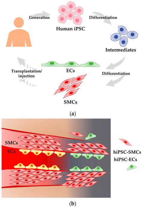 Jcdd Free Full Text Human Induced Pluripotent Stem Cell Derived