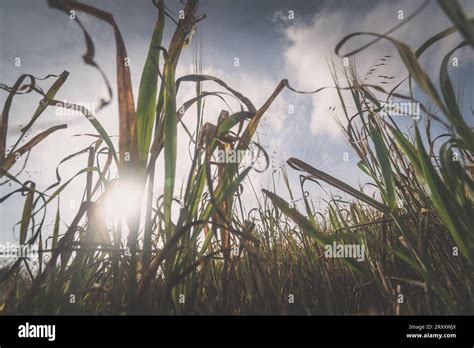 Dry Plant Outdoors Nostalgic Blue Atmopshere Stock Photo Alamy