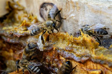 O Que É Propolis De Abelha - O que é própolis de abelha?