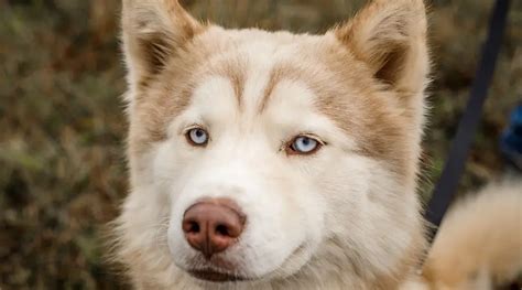 Mezcla De Husky Siberiano Malamute De Alaska Informaci N Sobre La Raza