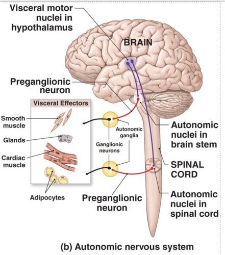 NS Anatomy Flashcards Quizlet