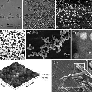 Epifluorescent Microscopy Images Of Self Assembled Arjunolic Acid 1 02