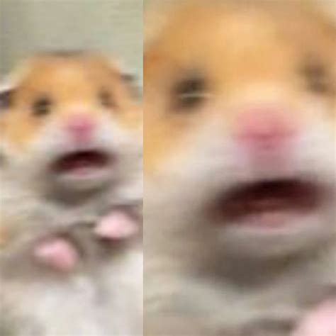 Scared Hamster Meme With Hearts