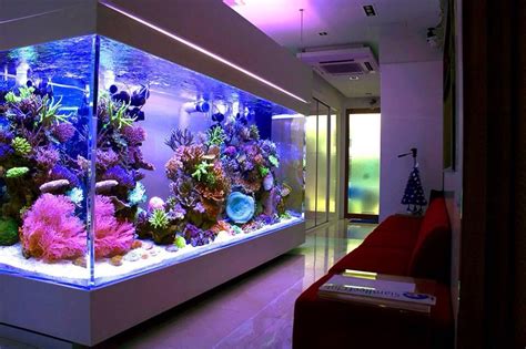 Huge Home Reef Aquarium Avec Images Aquarium Maison Aquarium