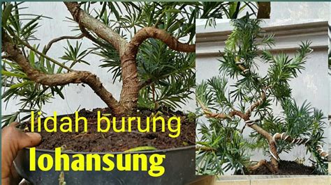 Bonsai Gerak Dasar Lohansung Lidah Burung Youtube