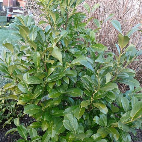 Prunus Laurocerasus Rotundifolia Find Haveplanter