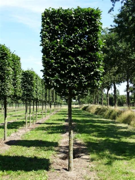 Blokvorm Op Stam Carpinus Betulus 1000 Ruud Van Den Berk