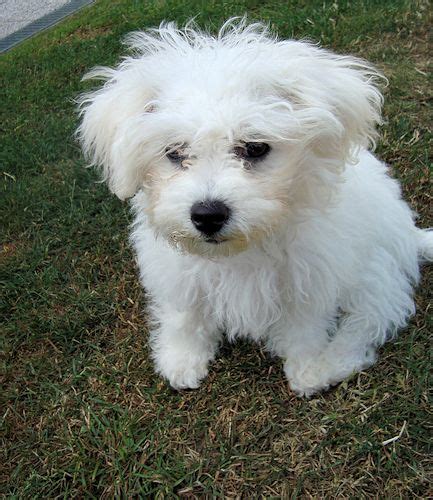 La page LORETTE des POUPONS FRISÉS dite LOULOU