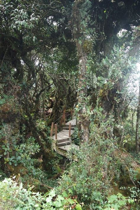 Mossy Forest Cameron Highlands Photo