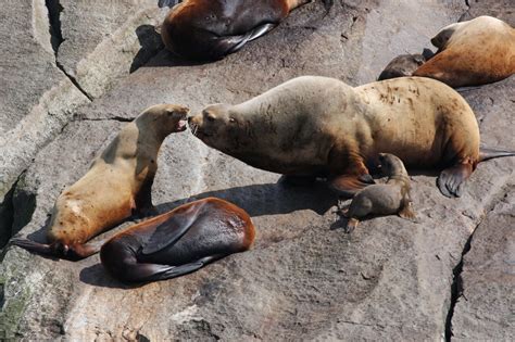 Protected Species in Beringia - Beringia (U.S. National Park Service)