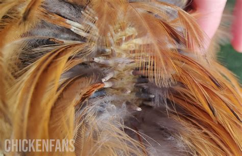 Lice In Chickens Causes And Treatment Chicken Fans 2023