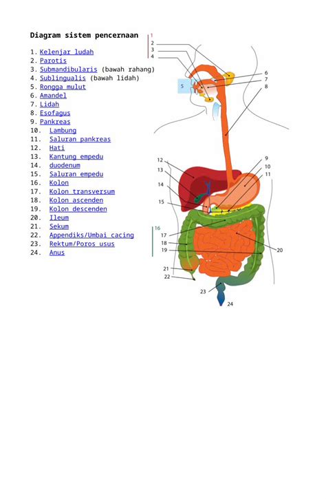 DOCX Diagram Sistem Pencernaan DOKUMEN TIPS