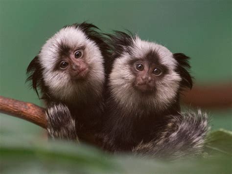 Geoffrey Marmosets