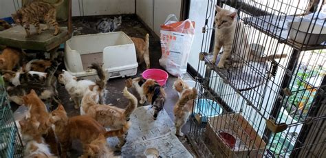 多頭飼育崩壊。緊急支援のお願いです！ Npo法人 一匹でも犬・ねこを救う会