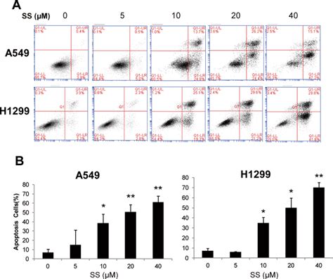 Induction Of Apoptosis By Ss In A549 And H1299 Cells A Flow Cytometric