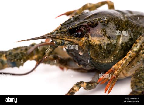 Eye Of Crayfish Hi Res Stock Photography And Images Alamy