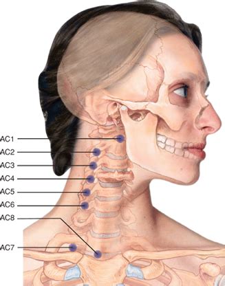 9 Counterstrain For The Cervical And Thoracic Spine Flashcards Quizlet