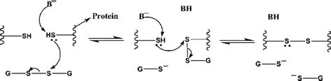 Schematic Representation Of Base Catalyzed Thiol Oxidation To Disulfide