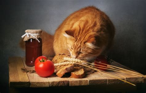 Котик хлебушек - картинки и фото koshka.top