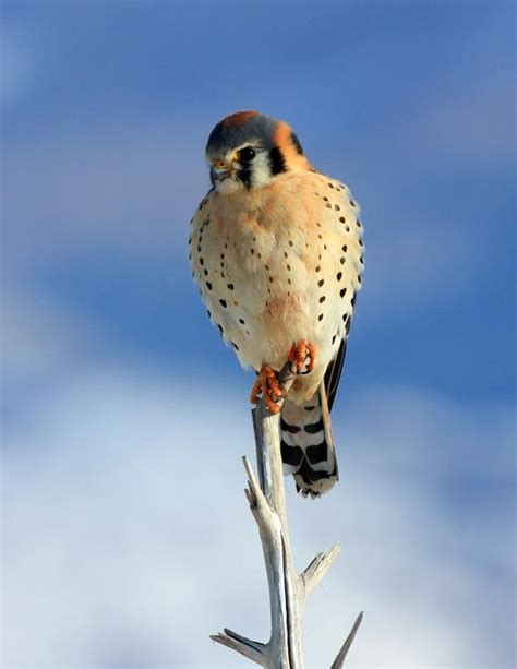 Pin By Hendrik Hoogeveen On Roofvogels Pet Birds Wild Birds Birds