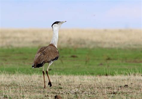 Great Indian bustard | Natural History, Conservation Status, & Facts ...