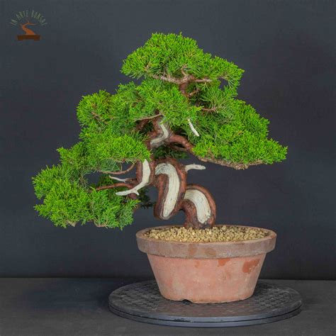 Juniperus Chinensis Var Itoigawa IAB 0501 In Arte Bonsai