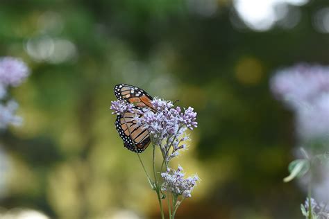Monarch Waystations The Garden Club Of Ky