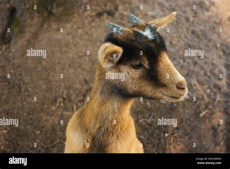 A Close Up Of A Young Goat Capra Aegagrus Hircus With Its Tiny New