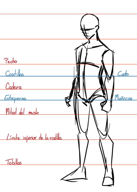 Detalles más de 58 proporciones del cuerpo dibujo última camera edu vn