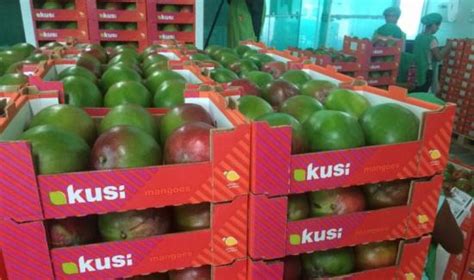 Exportaciones De Mango Sumaron Mil Toneladas Por Us En El