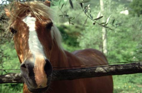Cavallo