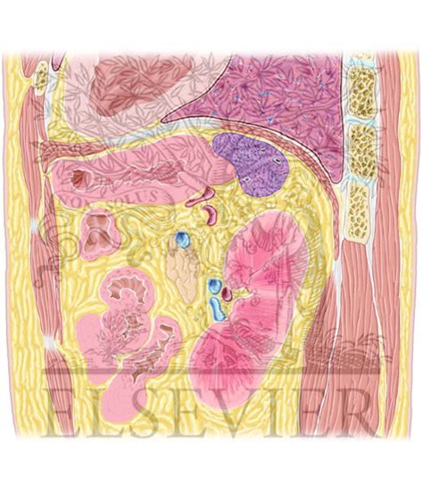Abdomen Sagittal 3