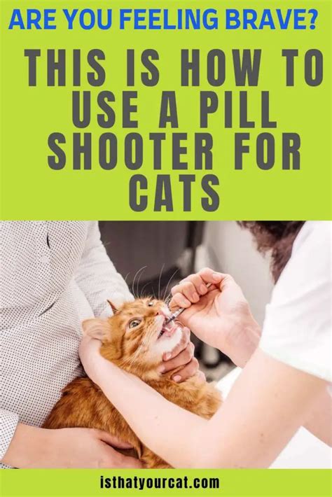 How To Give A Cat Medicine With A Pill Shooter For Cats