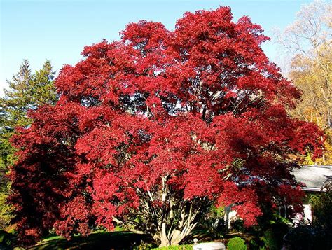 Island Bed Bloodgood Japanese Maples Are One Of The Most Spectacular