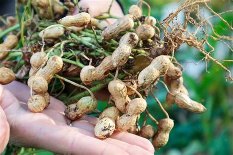 How To Grow PEANUTS In Pots Edible Garden Growing Peanuts