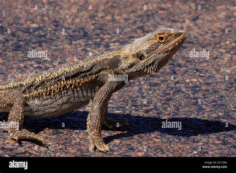 Central Bearded Dragon On A Slab Of Rock South Australia Stock Photo