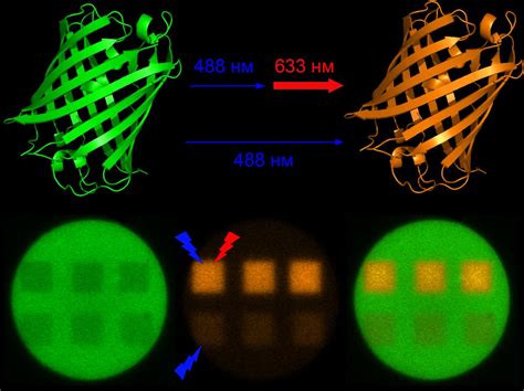 Scientists Discover The Effect Of Red Light On Fluorescent Protein