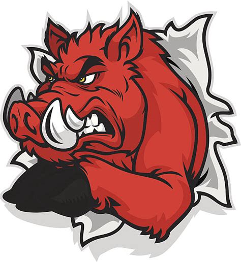 Best Razorback Hog Cartoon Illustrations, Royalty-Free Vector Graphics ...