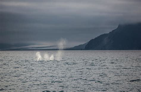 Orcas And Glaciers Photograph By Ty Helbach Pixels