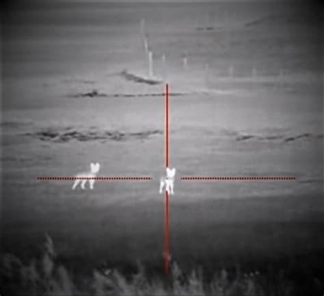 The Best Thermal Scope For Coyote Hunting At Night Top 5 Are Reviewed In 2021 Coyote Hunting