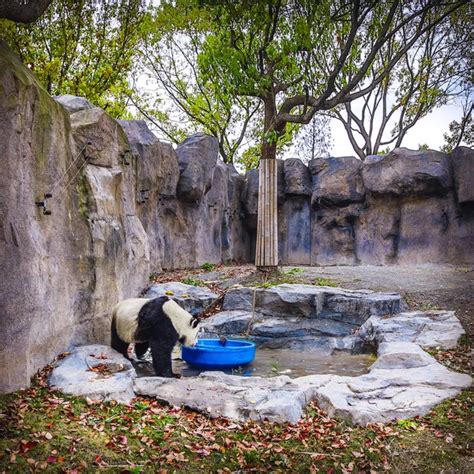 Pandas Shanghai Zoo — Stock Photo © innervision #265592490