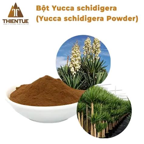 B T Yucca Schidigera Chi T Xu T C Y Yucca Schidigera Yucca